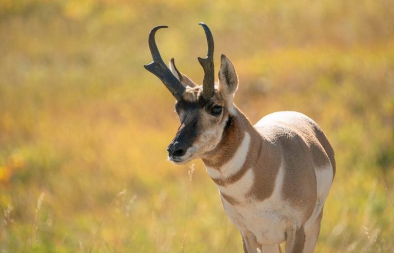 Antelope