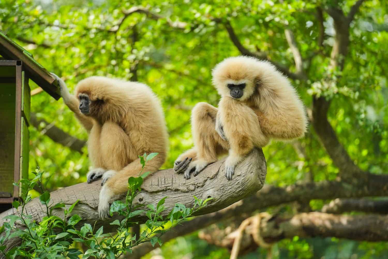 common gibbon or white-handed gibbon on the tree
