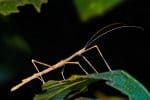 Stick and leaf insects