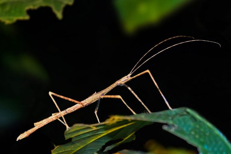 Stick Insect