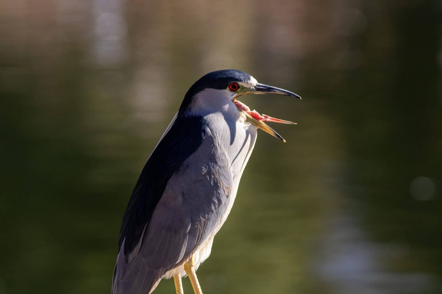 21 Nov 24, Yucaipa Regional Park, black crowned night heron yawning with tongue sticking out. 