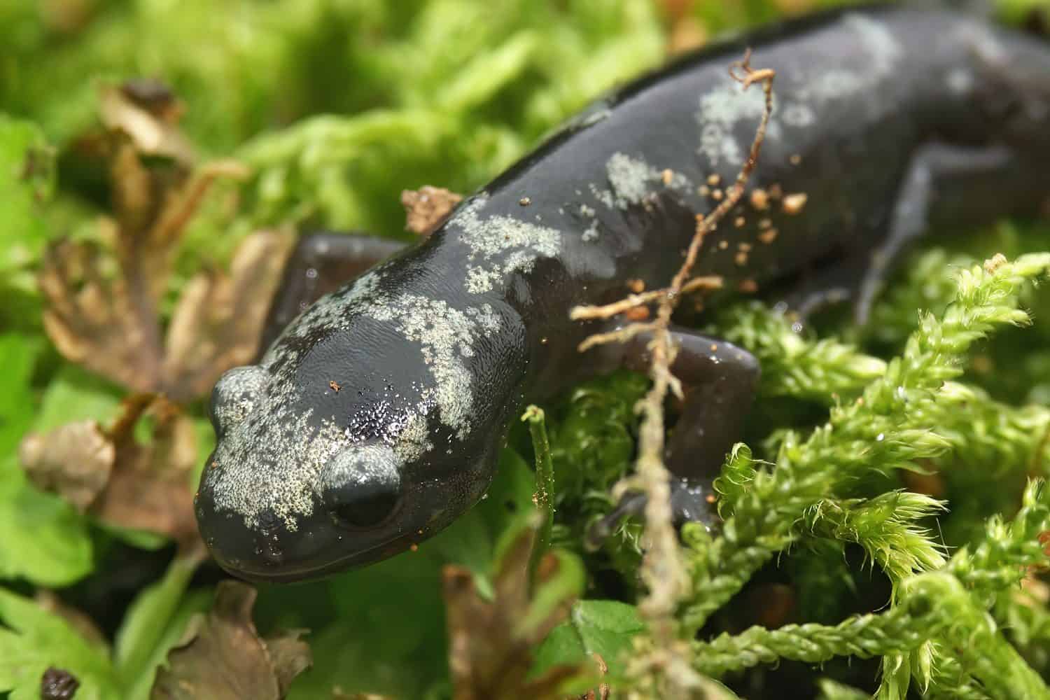 Closeup on a fresh emerged juvenile of the North American marbled salamander, Ambystoma opacum on green moss