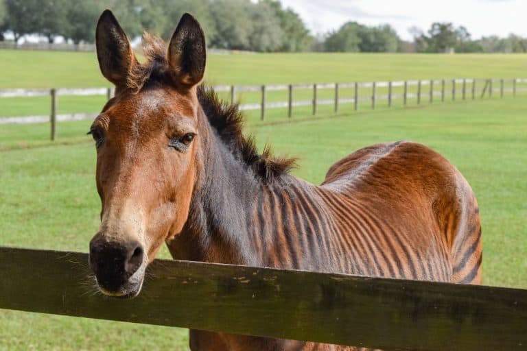 Zorse