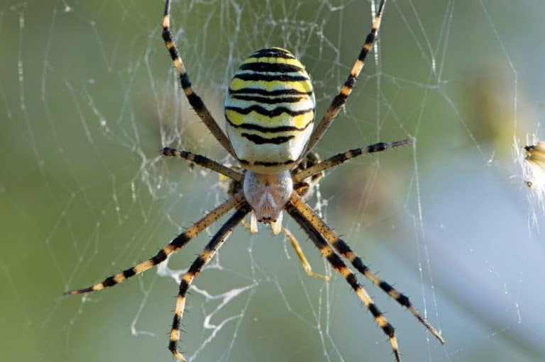 large wasp spider sits on a web on a green background. Argiope Bruennichi, or lat spider wasp. Argiope bruennichi eating his victim, a species of araneomorph spider. macro, black-yellow male spider.
