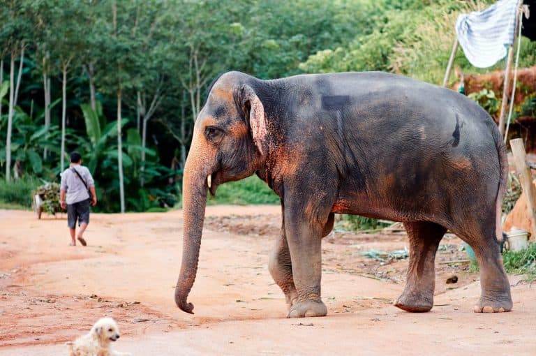 Majestic Asian Elephant Strolling on a Rural Path Near Forested Area in Thailand