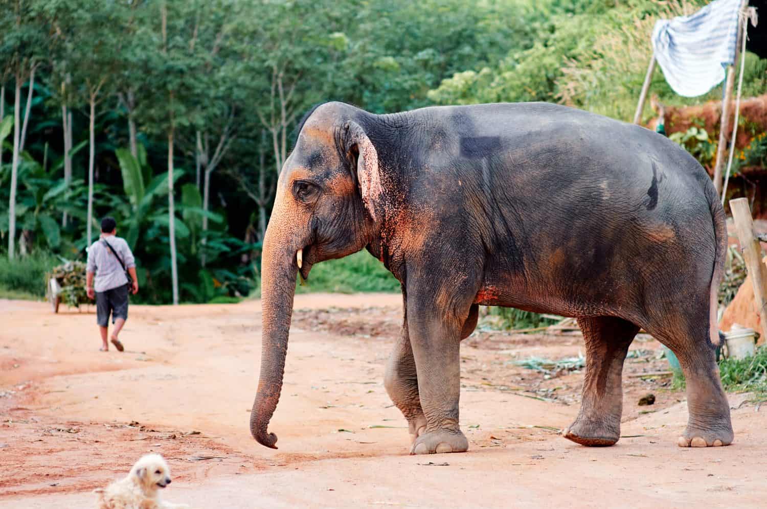 Majestic Asian Elephant Strolling on a Rural Path Near Forested Area in Thailand