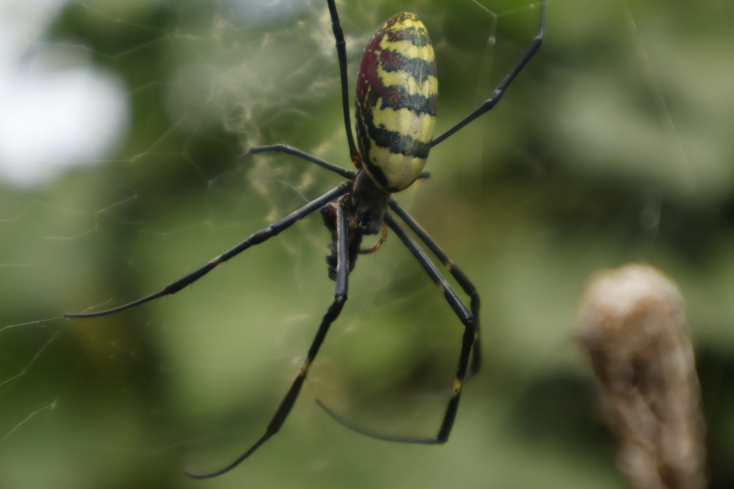 Trichonephila clavata spider or joro-spider