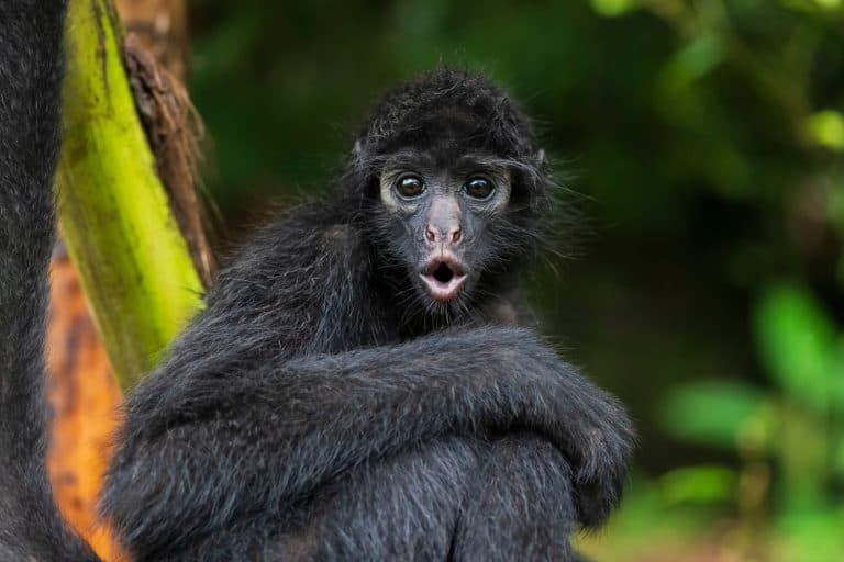 Spider Monkey