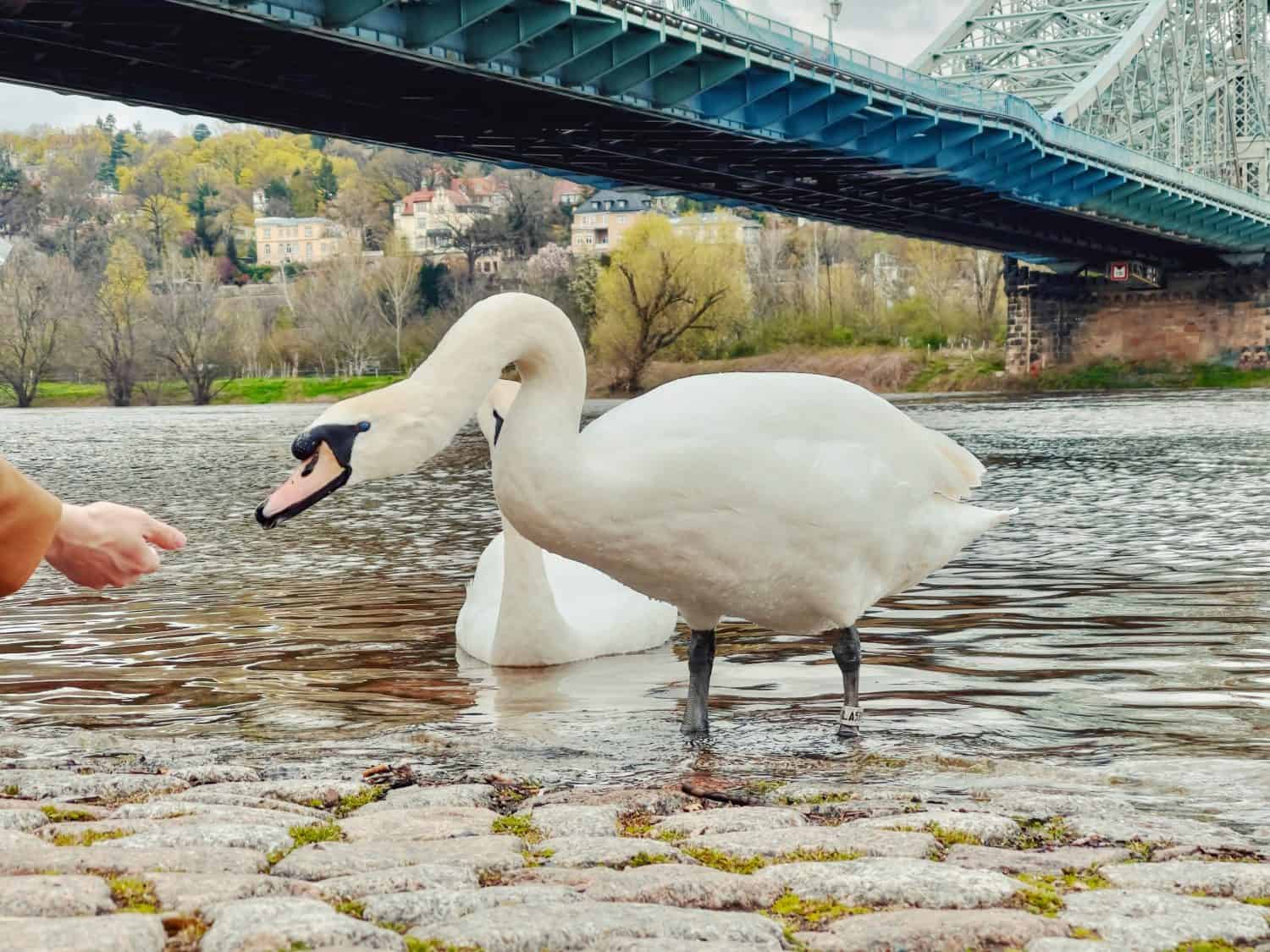 Close-up of two swans standing in the shallow waters of Elbe River near a historic bridge. One swan is curiously approaching a person's hand. The background features charming houses and lush greenery.