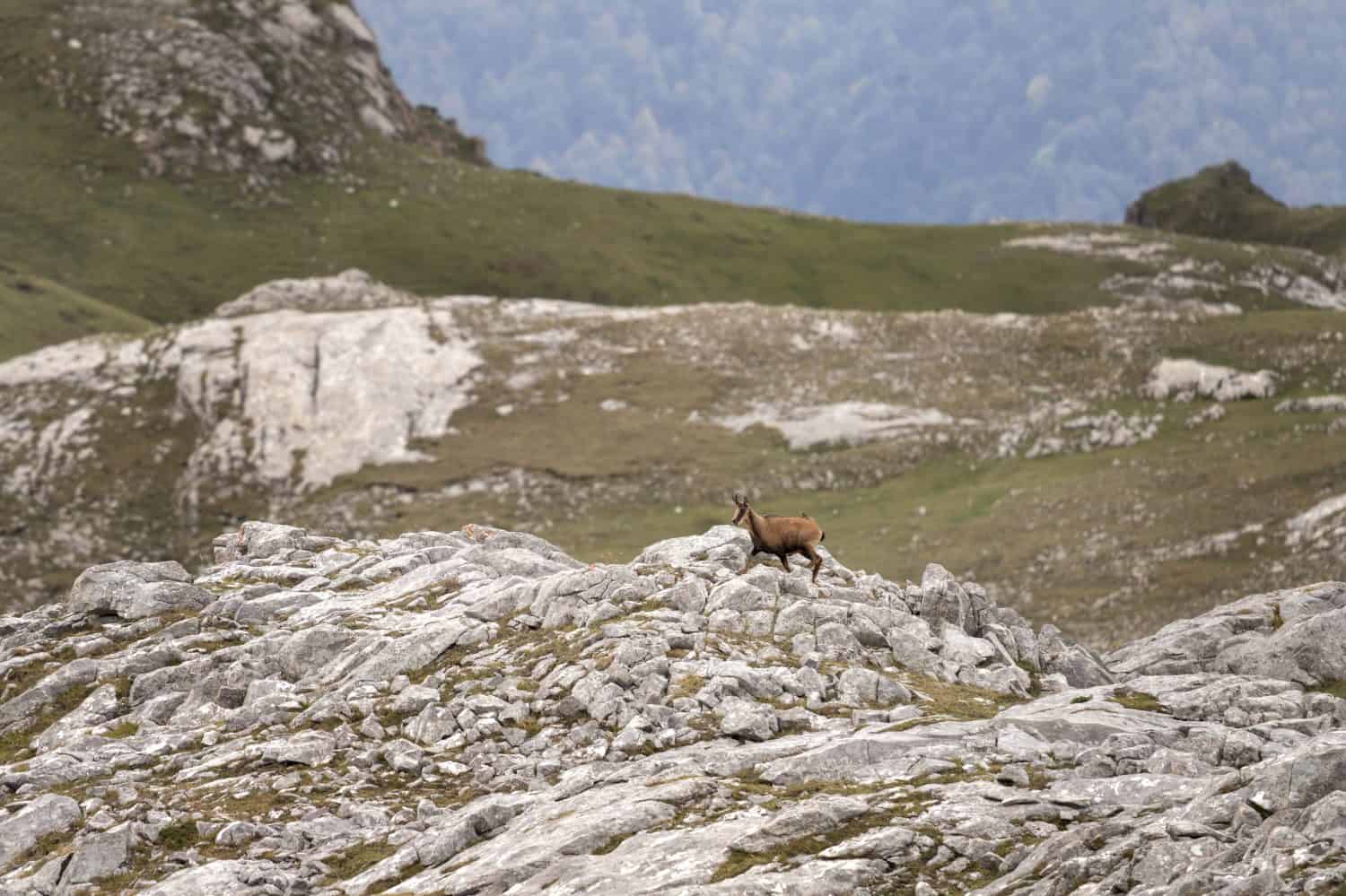 Pyrenean chamois on the top of the mountain. Chamois in national park Picos de Europa. European wildlife.