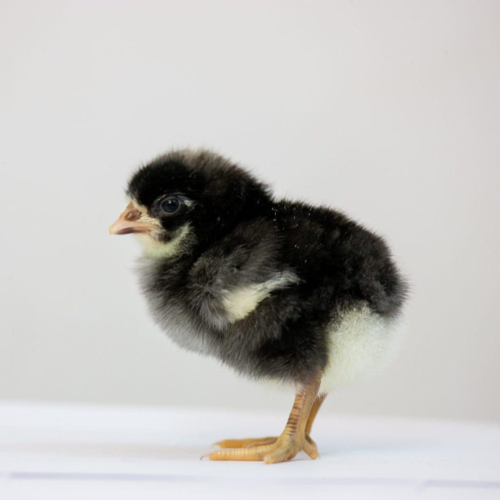 Newborn Black Leghorn chicks at this month
