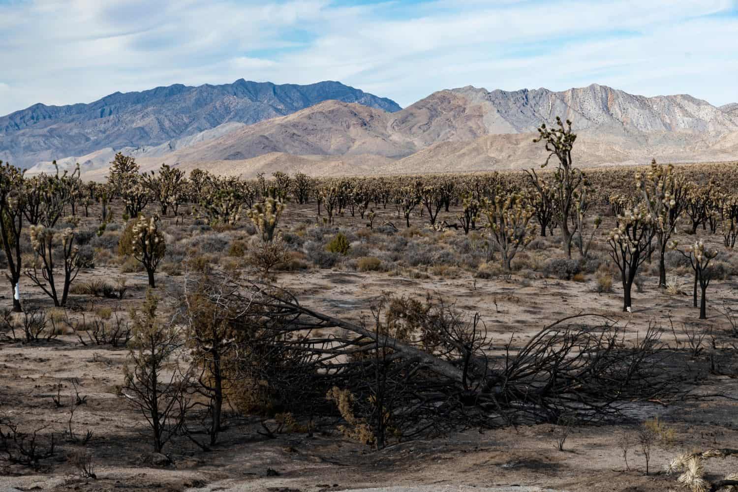 A stark desert landscape featuring charred Joshua trees, illustrating the impact of wildfires on ecosystems and evoking feelings of resilience and recovery.