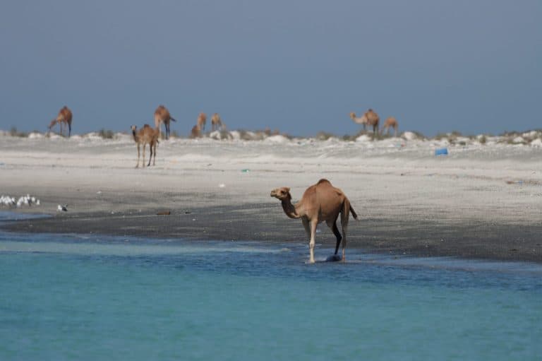 Wild Camels of Masirah Island in Sultanate of Oman
