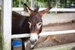 Mule