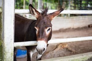 The mule is a domestic equine hybrid between a donkey and a horse.