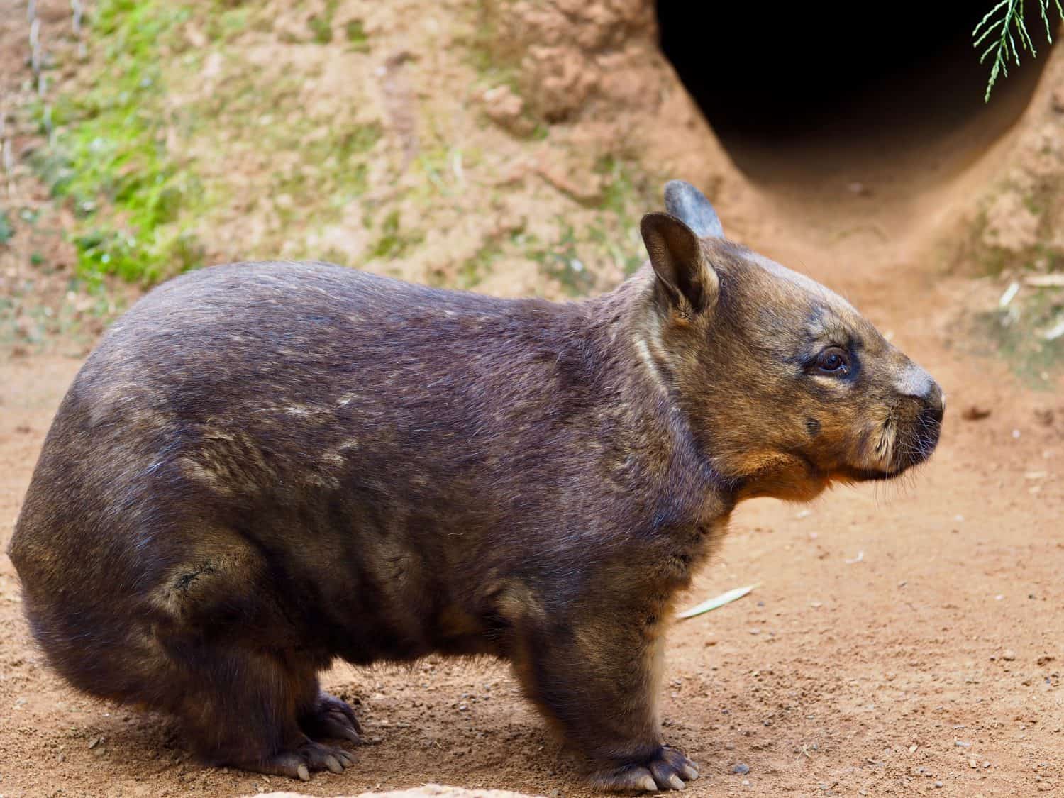 Charming distinctive Southern Hairy-nosed Wombat in natural beauty.
