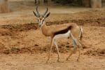 Impala