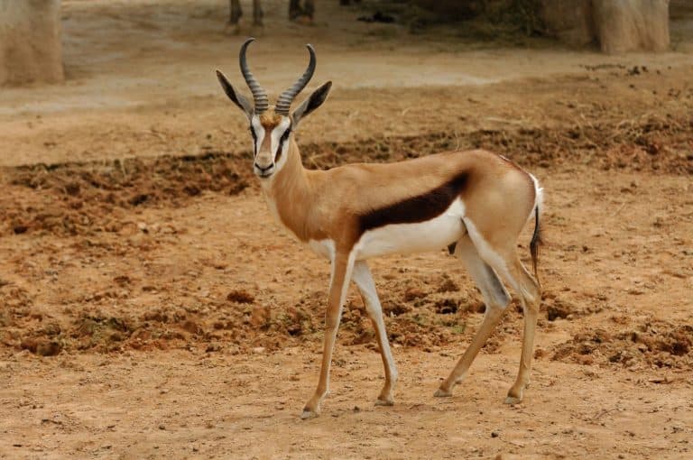 Impala