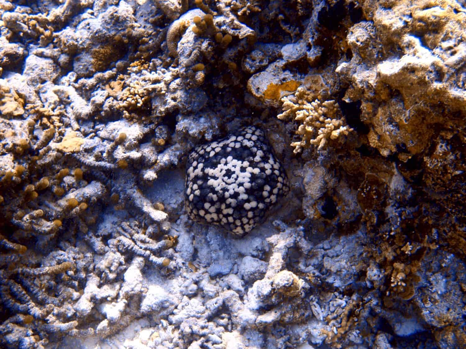 Pillow Starfish or Cushion Sea Star in Sand Covered Coral Reef of the Maldives