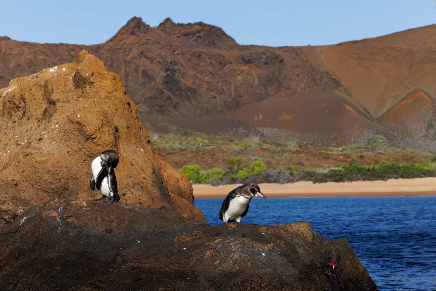 Pair of Galapagos Penguins (Spheniscus mendiculus) on a rocky coast - Galapagos Islands