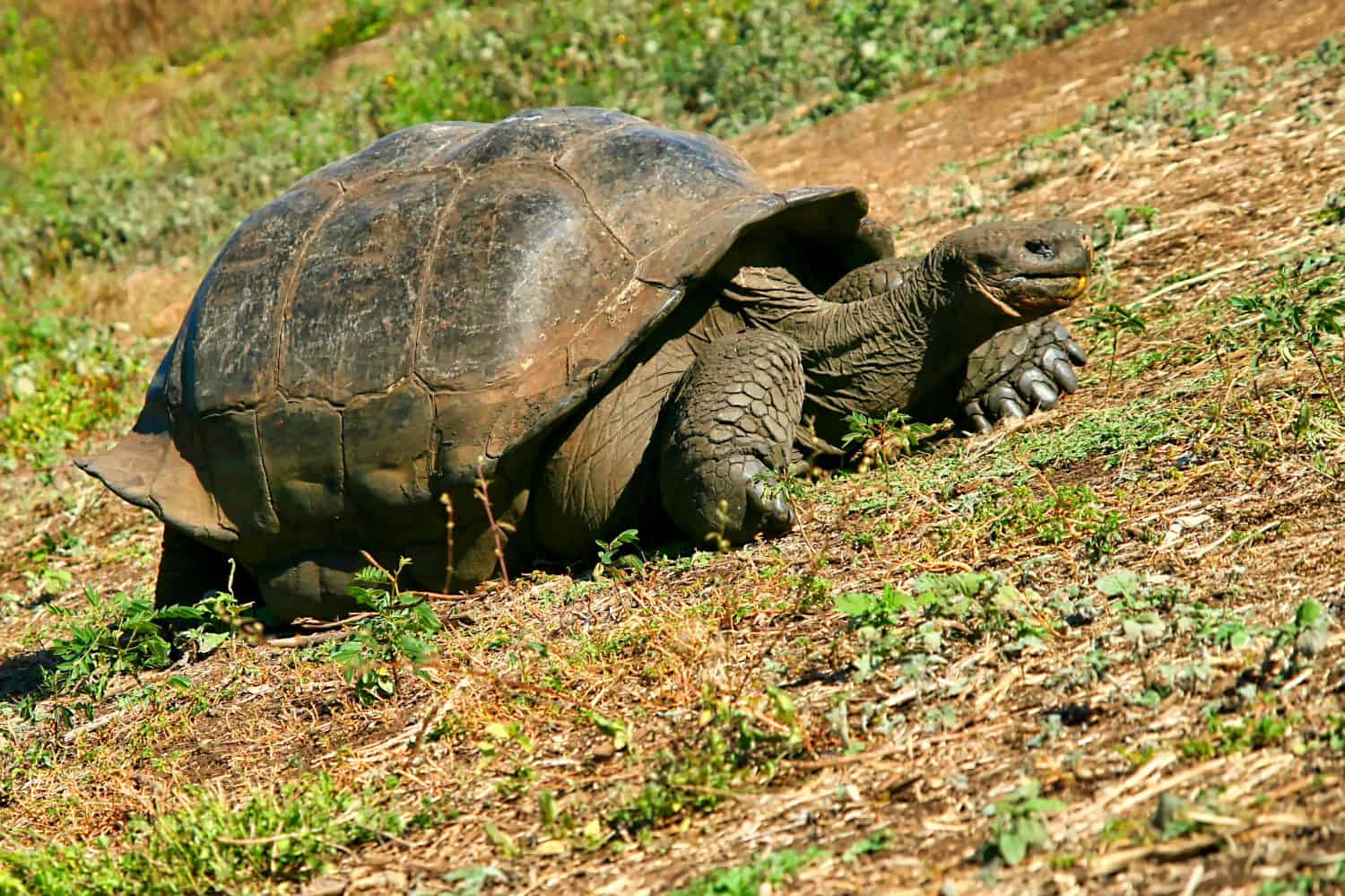 Galápagos Giant Tortoise, Chelonoidis nigra, Galápagos National Park, Galápagos Islands, UNESCO World Heritage Site, Ecuador, America
