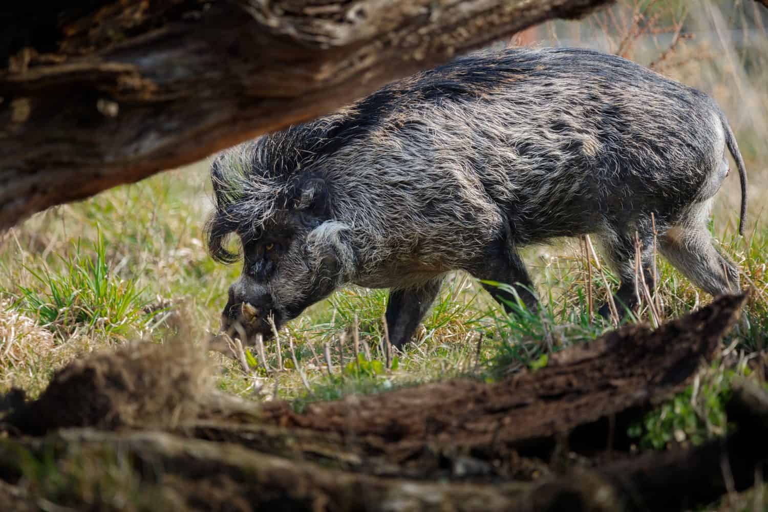 A Visayan Warty Pig snuffling for food, photographed between two logs.