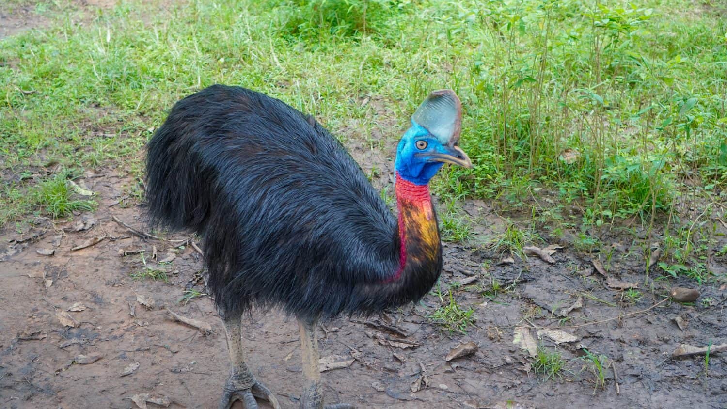 The northern cassowary (Casuarius unappendiculatus)