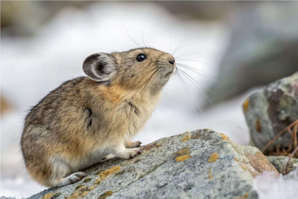 Pika Sitting on Rock in Mountain Habitat