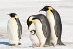 Emperor penguin