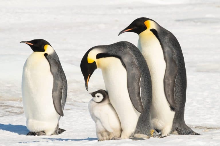 An Emperor Penguin with chick at the Emperor Penguin Colony at Snow Hill, Weddell Sea, Antarctica. October 2018.