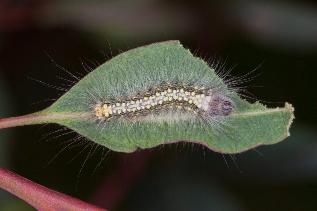 Gum Leaf Skeletoniser Caterpillar - Uraba lugens - on eucalyptus leaf