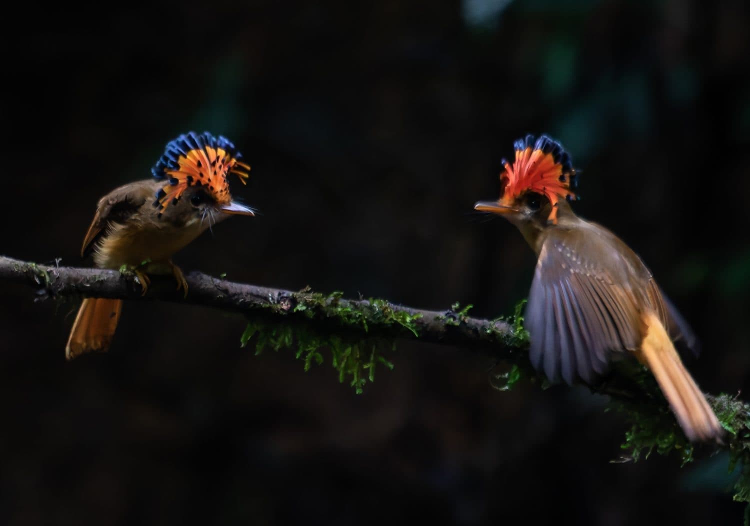 Endangered Atlantic royal flycatchers performing a mating dance.