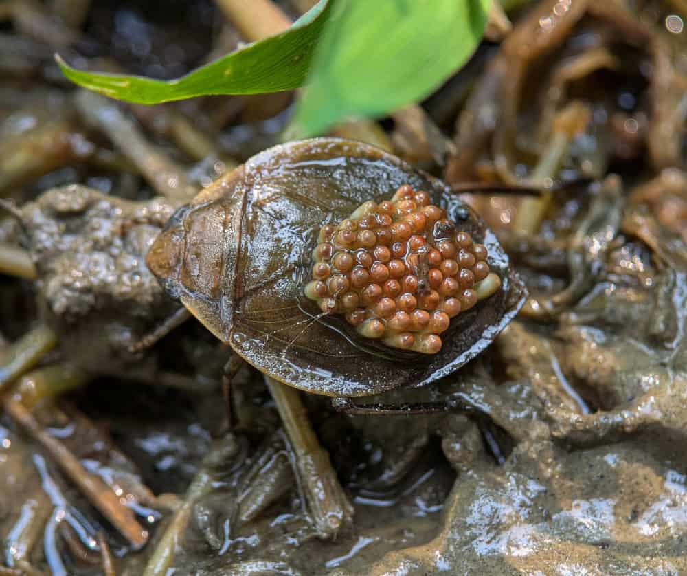 male giant water bug with eggs 