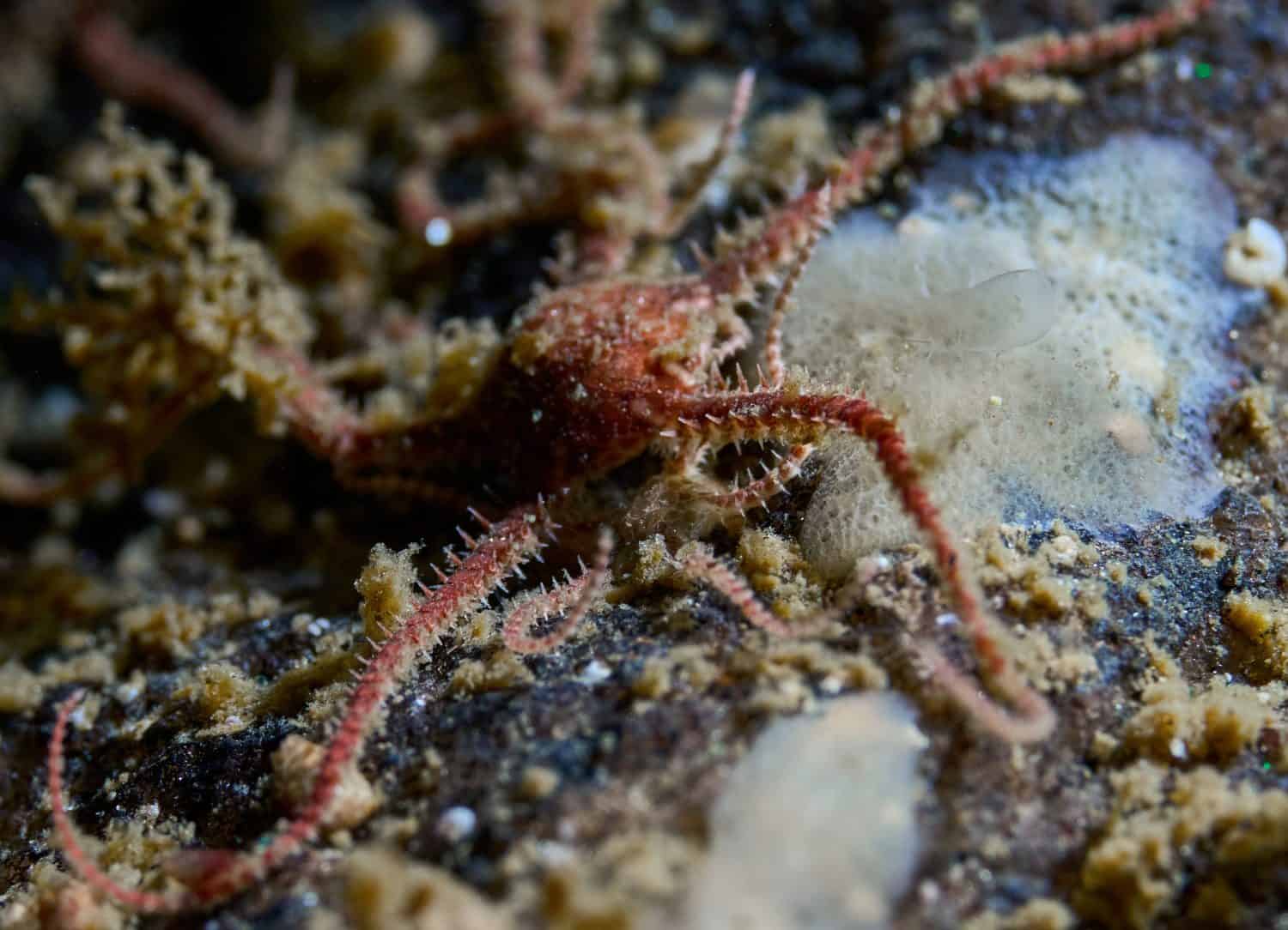 Underwater macro of a polychaete worm with fan-like tentacles in the White Sea. Close-up of benthic fauna in Arctic marine environment.