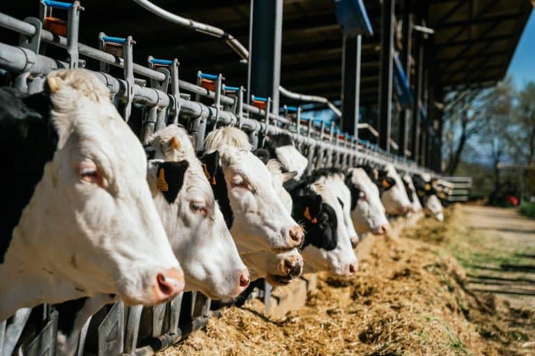 Cows in an intensive farming factory farm. Livestock farm with cows, cattle eating at farm.