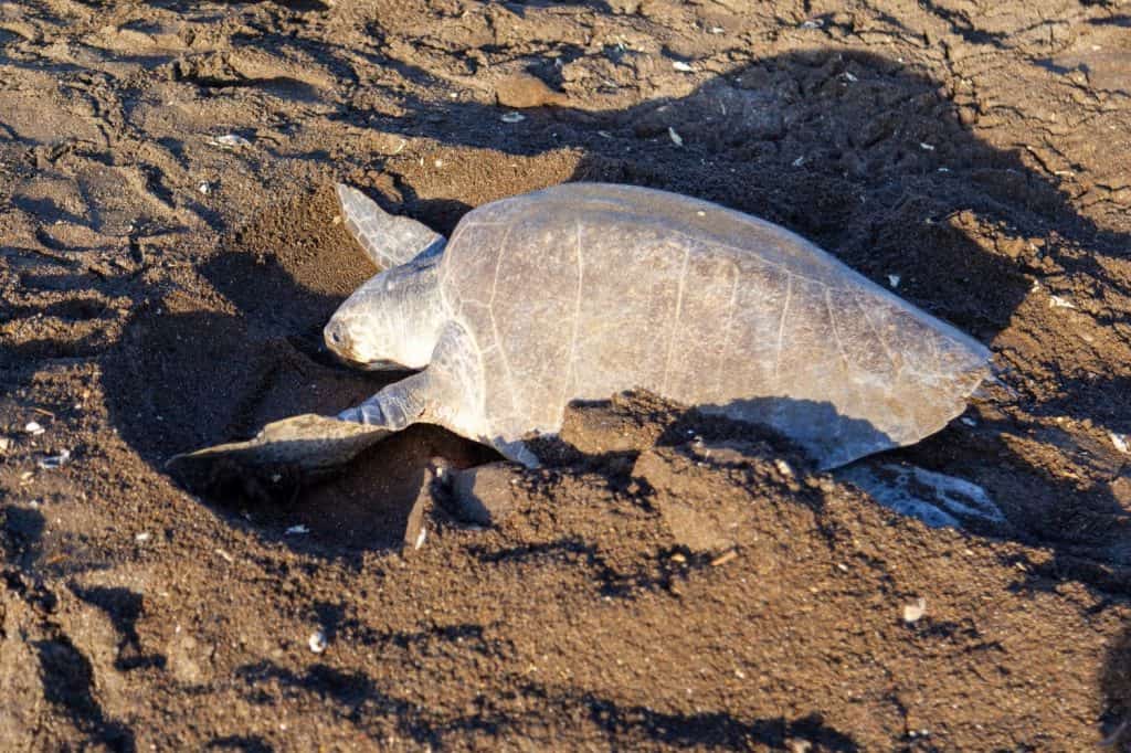 An olive ridley (Lepidochelys olivacea) sea turtle digging an fake nest after laying eggs to confuse animal searching for eggs, one of the turtle nesting activity. Costa Rica,