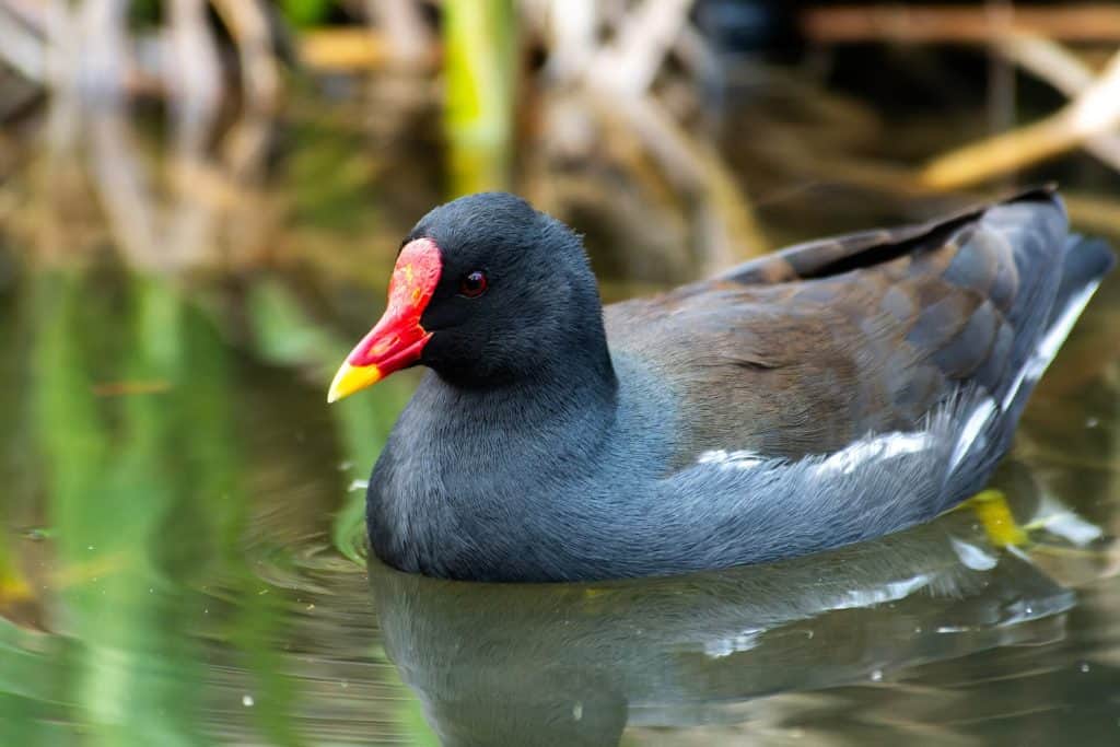 Gallinula chloropus (Moorhen) swimming in water, a common bird found in wetland areas across Europe.