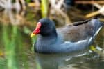 Common moorhen