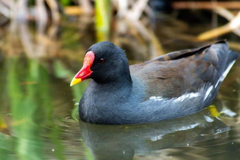Moorhen