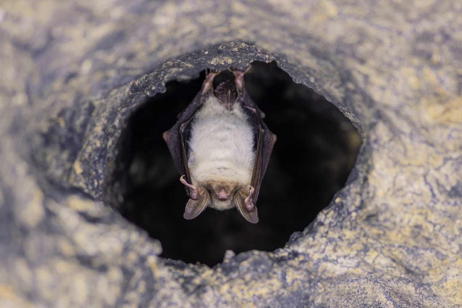 Close up strange animal Greater mouse-eared bat (Myotis myotis) hanging upside down in the hole of the cave and hibernating. Wildlife photography.