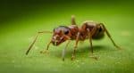 Ants