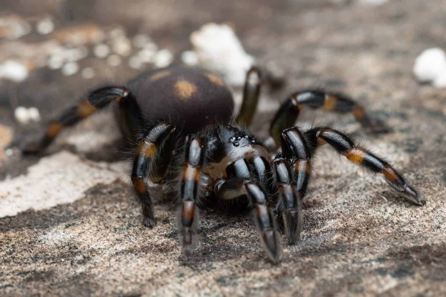 Trapdoor spider  hairy, stocky, burrowing, camouflaged, patient, ambusher

