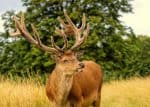 True deer