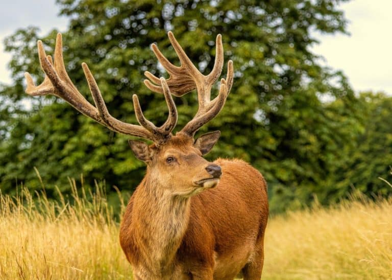 Deer
