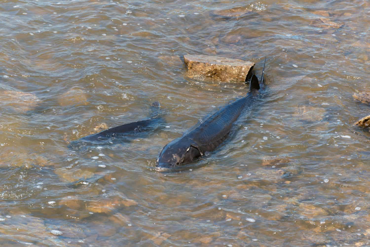 Lake Sturgeon spawning at the Fox River dam and rapids at De Pere, Wisconsin, in spring
