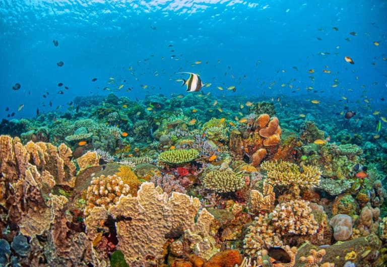 Coral reef in South Pacific off the coast of the island of Bali, Indonesia
