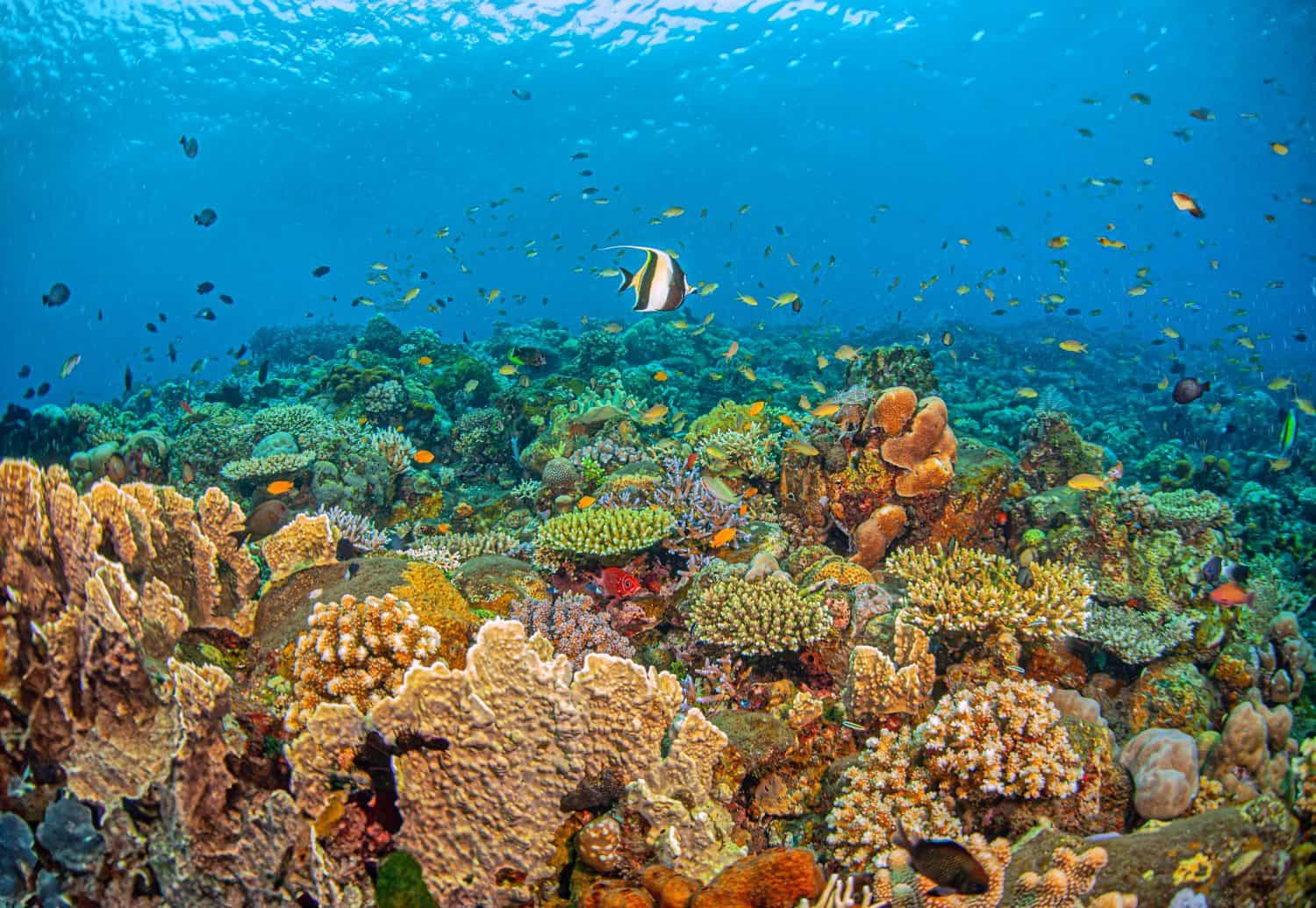 Coral reef in South Pacific off the coast of the island of Bali, Indonesia