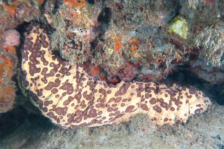 Chocolate Chip Sea Cucumber (Isostichopus badionotus) at the Blue Heron Bridge, Phil Foster Park, Riviera Beach, Florida