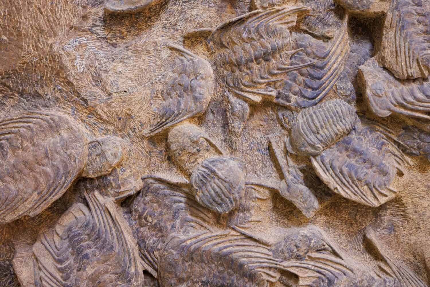 Fossil at the Tahiri Museum of Fossils, eastern Morocco 