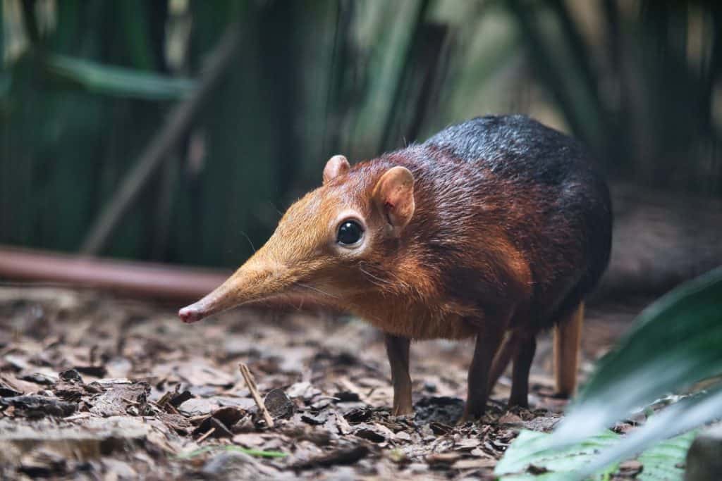 A red-backed elephant shrew in its natural habitat. The small, shy animal with a long trunk stands on the forest floor, surrounded by plants.